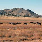 Partner with BLM: A Guide for Barn Owners