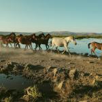 How to Price Your Mustang Training Services