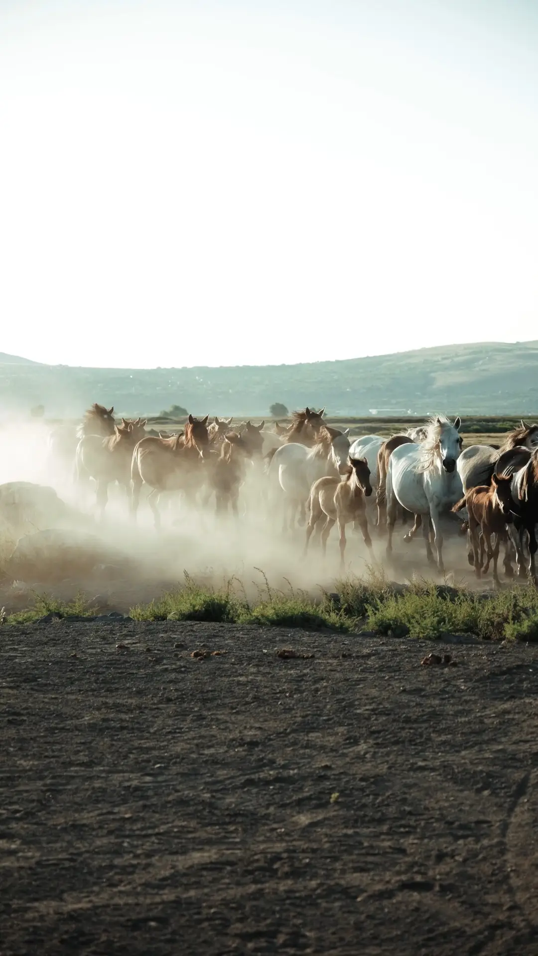 BLM Mustang vs. USFS Mustang: What Is the Difference?